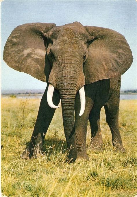 Angola | Elephant, Animals, Wildlife nature