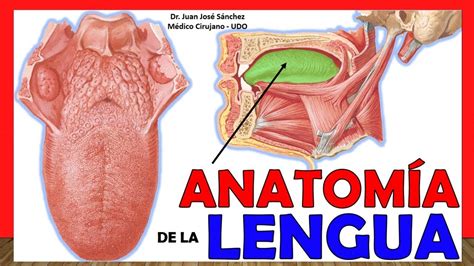 Trabajo Superficie Alimentar Anatomia Lengua Humana Heredar Velas Sotavento