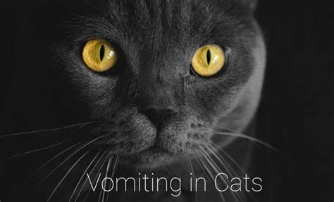 Cat Vomiting Blood (Hematemesis) - Cat-World