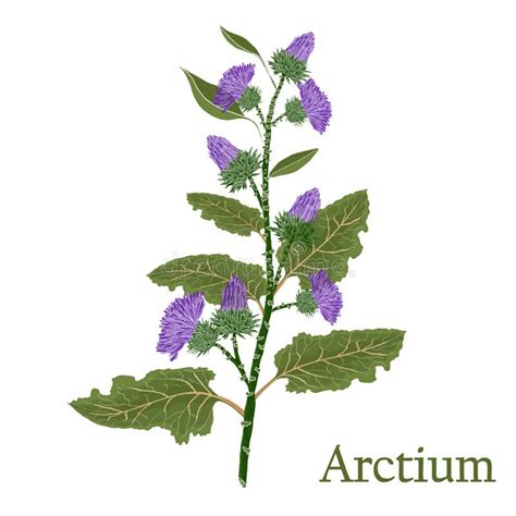 Arctium, Burdock.Illustration of a Plant in a Vector with Flower Stock ...