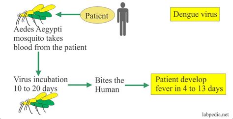 Dengue Fever Pathophysiology Dengue Pathogenesis Clinical Diagnosis Lab