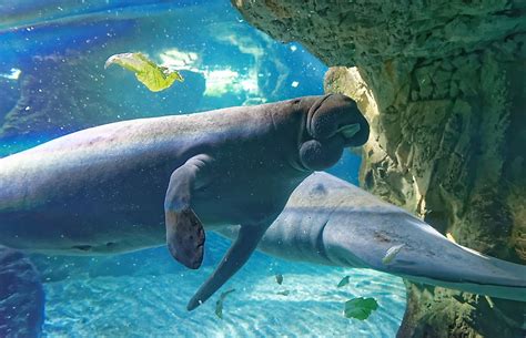 Dugong Facts Animals Of The Ocean Worldatlas