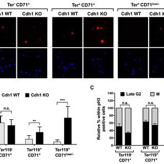 Cell Cycle Defects In Fetal Liver Erythroblasts Devoid Of Cdh A