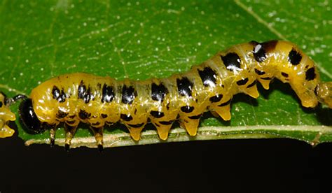 Dusky Birch Sawfly Craesus Latitarsus Bugguide Net