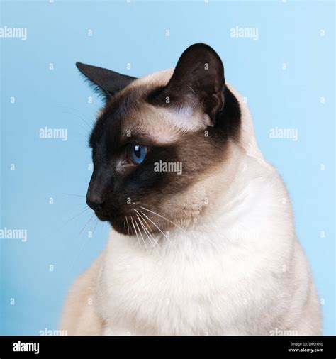 Seal Point Siamese Cat Hi Res Stock Photography And Images Alamy