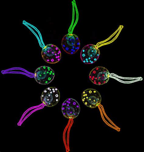 Chlamydomonas - JungleKey.fr Image