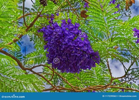 Purple Flower Cluster Hanging From A Tree Branch Stock Image Image Of