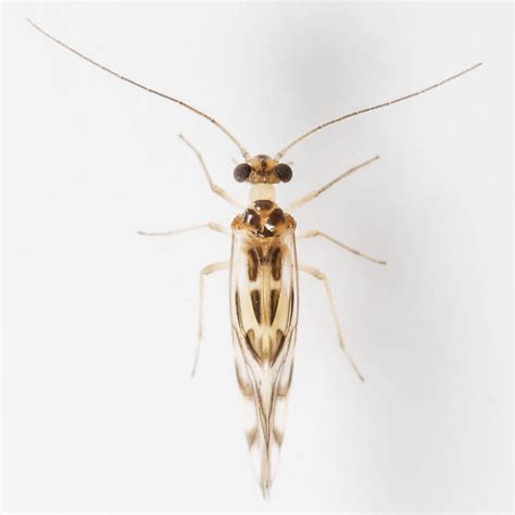 Graphopsocus Cruciatus BugGuide Net