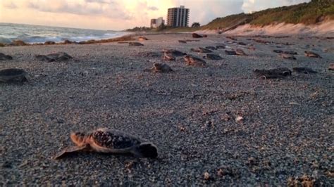 Registran récord de nidos de tortugas marinas en Florida