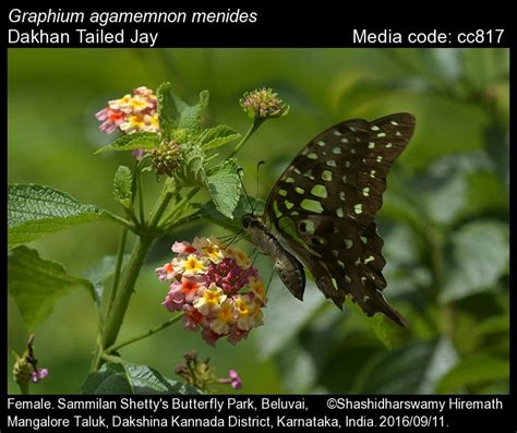 Graphium agamemnon | Butterfly