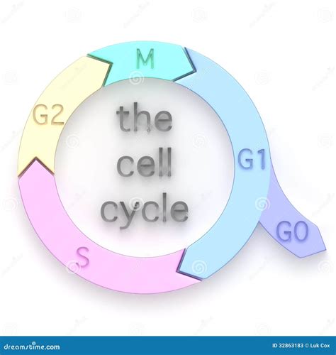 Diagram Of The Cell Cycle Stock Illustration Image Of Molecular 32863183