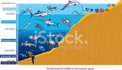 Ocean Zones Stock Vector | Royalty-Free | FreeImages