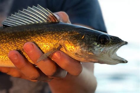 Do Walleye Have Teeth? Know the Facts - Finn's Fishing Tips