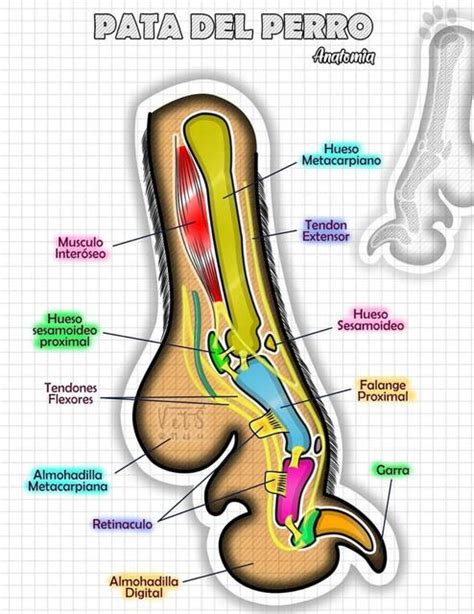 Anatomía pata del perro fraii uDocz