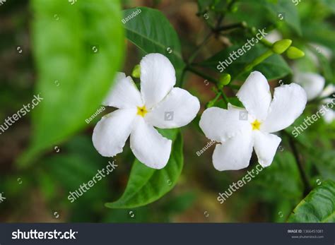 Crape Jasmine Flower Stock Photo 1366451081 | Shutterstock