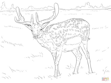 Fallow Deer coloring page | Free Printable Coloring Pages