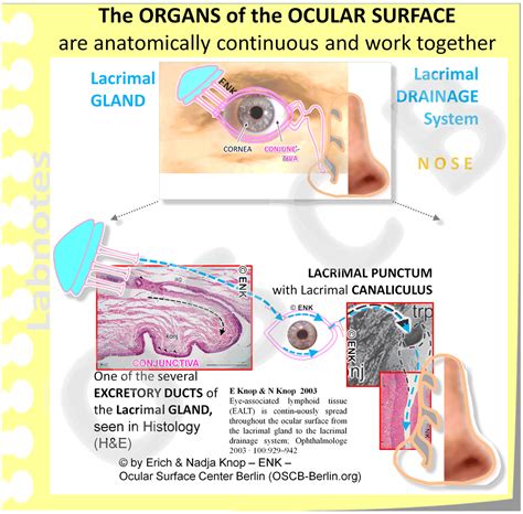 Deeper Insight Into The Anatomical Unit — Ocular Surface Center Berlin