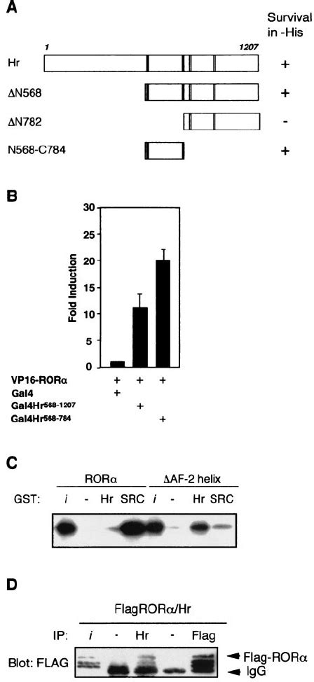 Determinants Involved In Hr ROR Interaction A A Do Main Of Hr