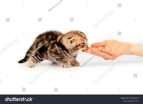 60,410 Animal feed hands Images, Stock Photos & Vectors | Shutterstock