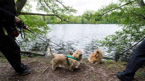 Bremer Beh Rde Warnt Hundebesitzer Vor Gef Hrlicher Gift Pflanze