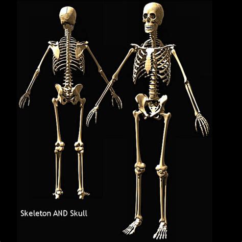 Human Skeleton 3d Model Sldprt Sldasm Slddrw