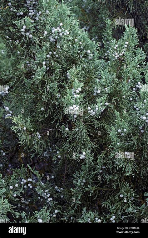 Alligator Juniper Juniperus Deppeana Called Checkerbark Juniper Also