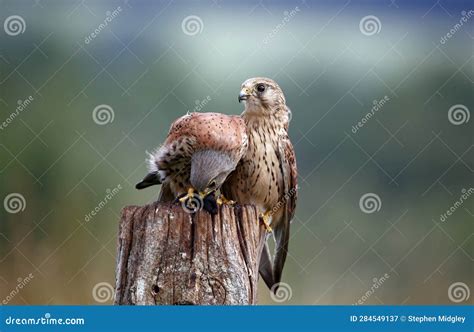 Male And Female Kestrel With A Mouse Stock Image Image Of Eagle