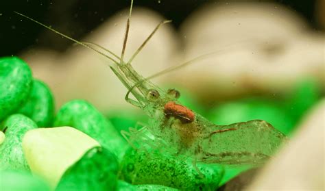 Ghost Shrimp Complete Care Guide How To Breed And More Ghost