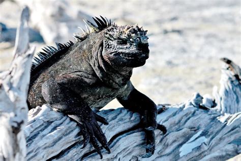 Marine Iguanas and its evolutionary adaptations