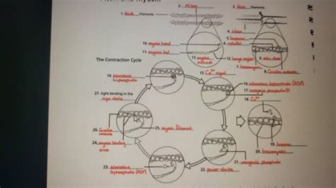 Unit 3 Study Guide Flashcards Quizlet