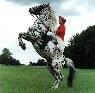 Appaloosa Horses Jumping