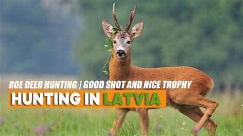 ROE DEER HUNTING IN LATVIA GOOD SHOT AND NICE TROPHY YouTube