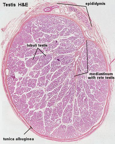 Blue Histology Male Reproductive System Tissue Biology Histology