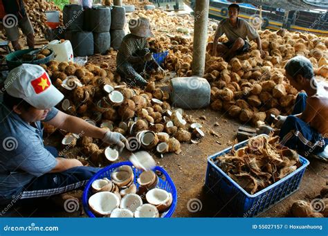 Asian Worker Coconut Vietnamese Coir Mekong Delta Editorial Photo