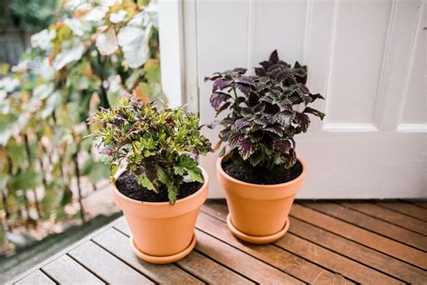 Coleus Indoor Plant Care Growing Guide