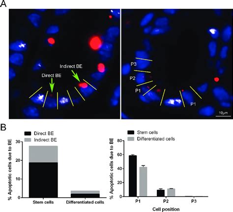 A Representative Image Of Direct Be Apoptotic Cell Located One Or