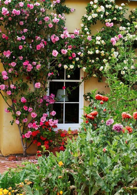 The Best Climbing Plants For Australian Gardens Homes To Love