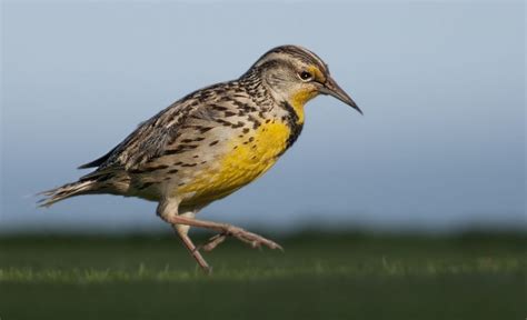 Western Meadowlark - Owen Deutsch Photography