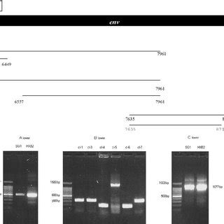 Characterization of env gene in the provirus harbored in patient SG1 ...