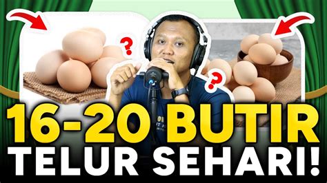 Makan Telur Butir Sehari Kolesterol Asam Urat Hipertensi