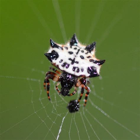 Black And White Spiny Orb Weaver Project Noah