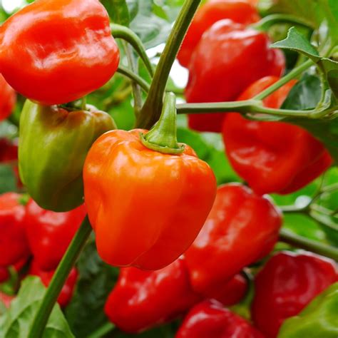 Habanero Hot Pepper Seeds For Sale Vegetable Seeds Canada