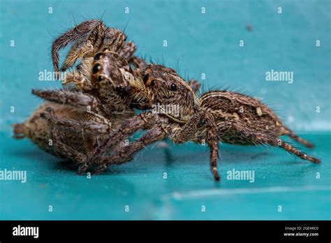 Female Adult Pantropical Jumping Spider Of The Species Plexippus