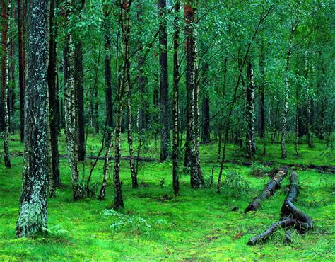 The Tuchola Forest Beauty Of Poland