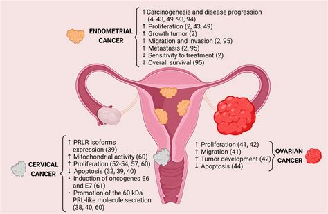 Frontiers The Relevant Participation Of Prolactin In The Genesis And