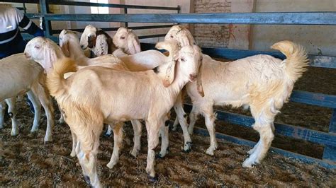 Se Months White Sojat Male Goat Farming Goats Se Kg Wet At