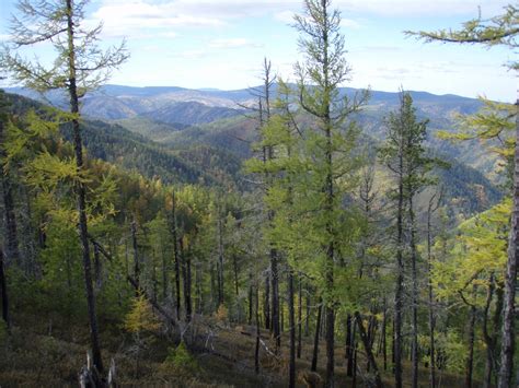 Boreal Forest Naturespots App Lets Explore Nature Together