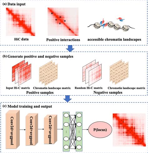 Predicting Genome Wide Chromatin Loop Using Deep Learning Model