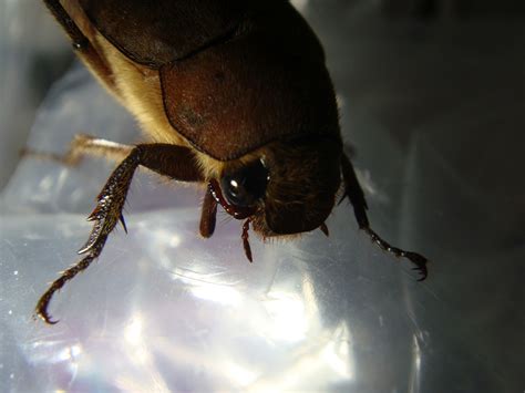 Supersupergirls Creature World Another Fuzzy Beetle