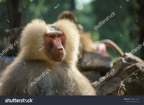 Stern Looking Baboon Meme Face Background Stock Photo 1206812542 ...